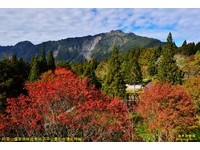 阴雨加快结束阿里山红叶期　周末赏枫首推沼平公园