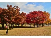 最后一抹枫红！韩国南部三大绝美赏枫点　大地如调色盘