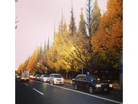 艳黄银杏洒落道路　东京银杏此刻最美