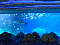 和鲸鲨游完泳再一起入眠！夜宿“水族馆”像真的睡在大海里