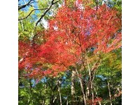 静冈修善寺“由绿转红”！　官方预计下周“染红”全区