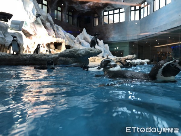 ▲长隆珠海海洋王国企鹅酒店。（图／记者陈涵茵摄）