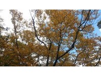 秋天限定！宜兰太平山黄金秘境“山毛榉”步道