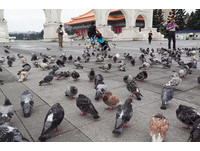 H7N9再增病例　北京、新疆列黄色旅游警示