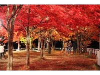 现在去刚好！日本百选赏枫地点　中野红叶山夜晚超美