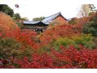 红色铺天盖地让人震撼　京都三大赏枫必去景点