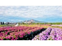 台中8个足球场大的花海盛况！火焰山为背景怎么拍都梦幻