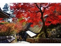 付门票也值得入园看　佐贺红叶映照古寺庙超美