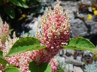 合欢山秋季虎杖花绽放　点点嫣红布满山头