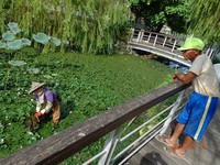 赏荷花睡莲外多选择　“菱角花”左营复育成功