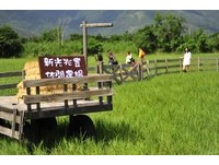 天后徜徉的绿油油农场！花莲“王菲草原”爆红