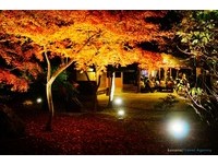 京都赏枫人气景点北野天满宫　夜晚景色更迷人