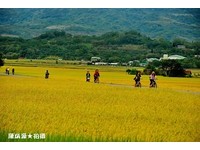 全年最美的时侯！台东伯朗大道迎丰收一片金黄稻海