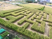 600坪巨型迷宫、神秘稻田圈！2017竹东稻田嘉年华周末登场