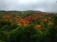 山头被铺上红毯！北海道进入赏枫季　大雪山开始红