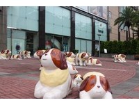 嘉义耐斯松屋百货“100只来福狗展”　百种姿态超吸睛
