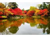 京都仙洞御所让人赞叹的美景　火红枫叶倒映池水中