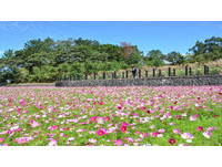 高雄赏花新景点！双湖森林公园打造20公顷浪漫阶梯花海