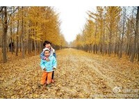 把握秋季 北京的枫叶红了,银杏黄了,我们就一起去京城漫步!