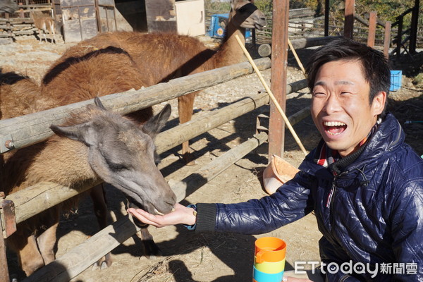 ▲群马野生动物园“叉肉喂狮子”　舌头都要伸进铁窗了！。（图／记者严云岑摄）