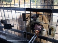 群马野生动物园必搭狮子车体验喂食秀　舌头都伸进车内