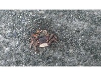 惨死2000只好心痛！他们“护蟹过马路”感动网友