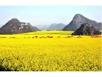 中国五大油菜花海抢先看