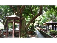 不只能乘凉！1008棵乘载原乡记忆的老树　新北列保护
