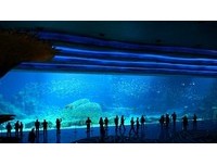 比冲绳的还要震撼　长隆“海洋王国”水族箱视野无死角