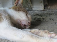 又病又伤　网友揭开“猴硐不是猫天堂”恐怖真相