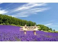 台湾单车族旅游首选　北海道打造薰衣草田等10条路线