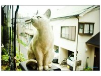 一点都不夸张　整条街都是猫咪控的天堂