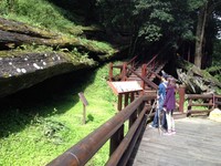 阿里山赏木栈道启用　3000年神木“生命轮回”再现