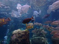 世界最棒水乐园西班牙小岛上的Siam Park夺冠