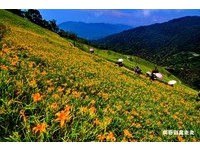 黄绒毯绵延山头好美！东台湾金针花季最新花况