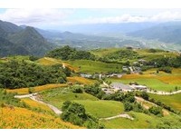 花莲金针花季太夯　8/8起交通管制大客车禁入