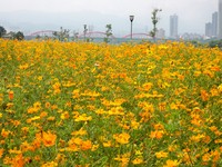 古亭河滨公园打造成婚纱主题河滨公园　预计8月底完工
