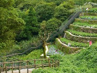 竹子湖新设立青枫步道　溪谷、花海与绿意尽收眼帘