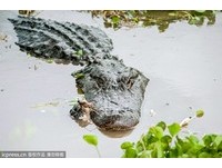 惊悚又充满魅力的动物　救国团办“鳄鱼生态体验营”