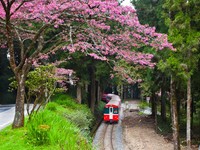 阿里山森林铁路列世界遗产有望？国际专家看好