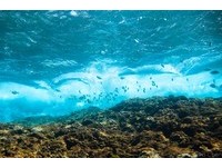 台湾各大浮潜地哪里最美？专业摄影豪尔推荐兰屿、绿岛