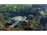 海底仙境！新喀里多尼亚岛成立世界最大海洋保护区