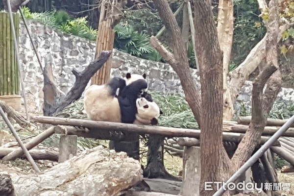 四川熊猫乐园。(图/记者黄琬茹摄)