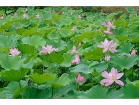 埔里纸教堂粉嫩荷花正盛开　夏日限定荷叶饭留满口荷香