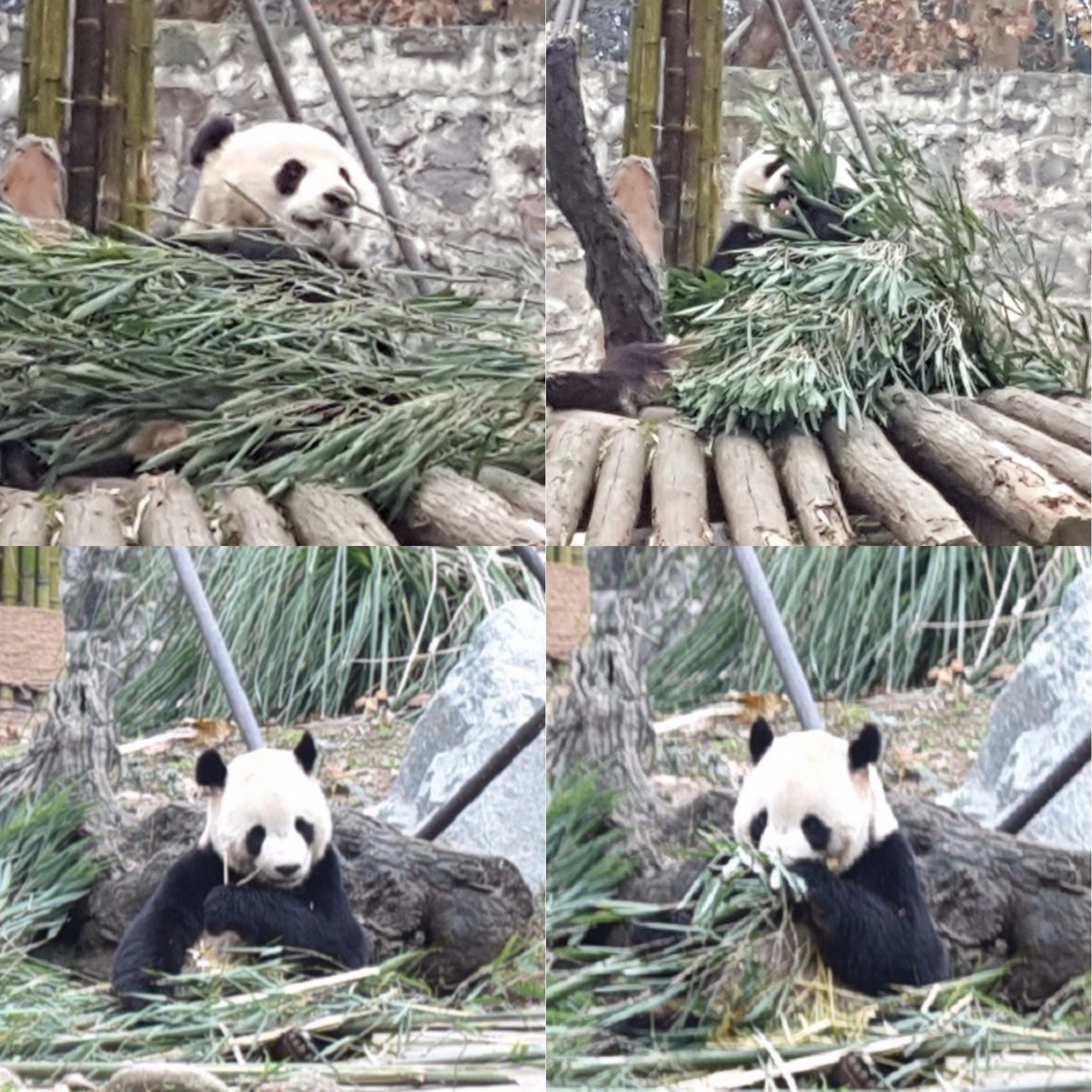四川熊猫乐园。(图/记者黄琬茹摄)
