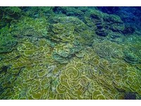 旧时的小上海　“澎湖南方四岛”国家公园十月挂牌