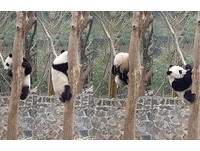 树上翻滚秀忙卖萌！正宗四川熊猫　抱一次要台币2.3万