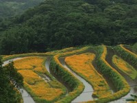 百年历史石门石砌梯田　整片波斯菊盛开超美
