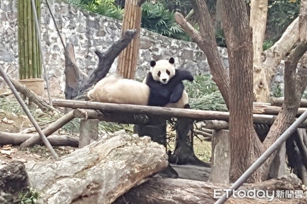 四川熊猫乐园。(图/记者黄琬茹摄)