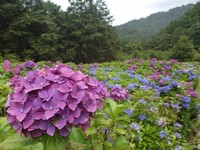 宜兰赏绣球花趣　明池游乐园区即起至7月前盛开